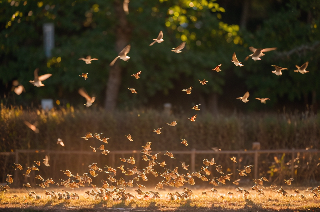 Unlocking the Benefits of Mealworms in Bird Feeding: A Detailed Analysis