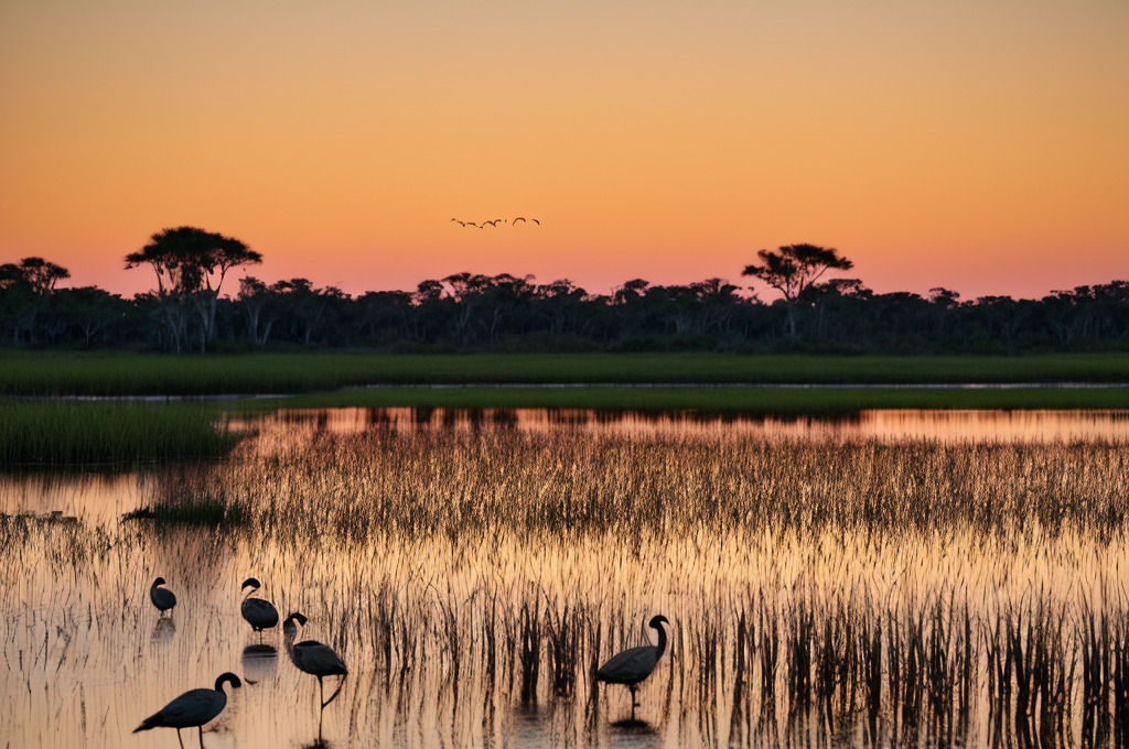 Exploring the Rich Avian Diversity in Florida: Species, Habitats, Diets, and the Role of Conservation