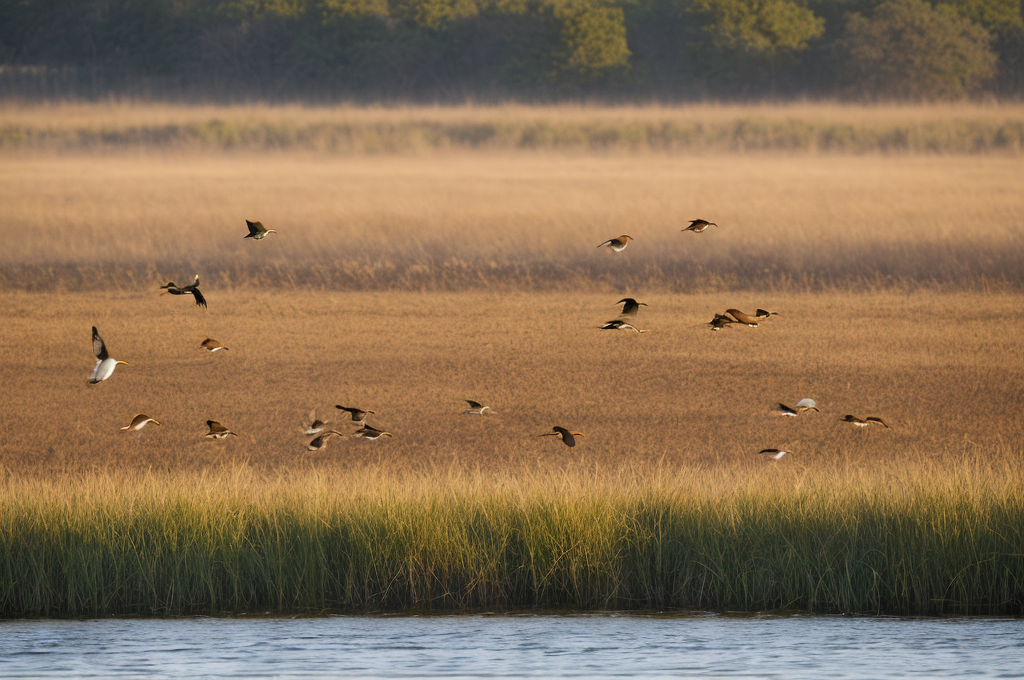 Embracing Avian Enthusiasm: Insights into Building Wildlife-friendly Gardens and Fostering Birdwatching Habits