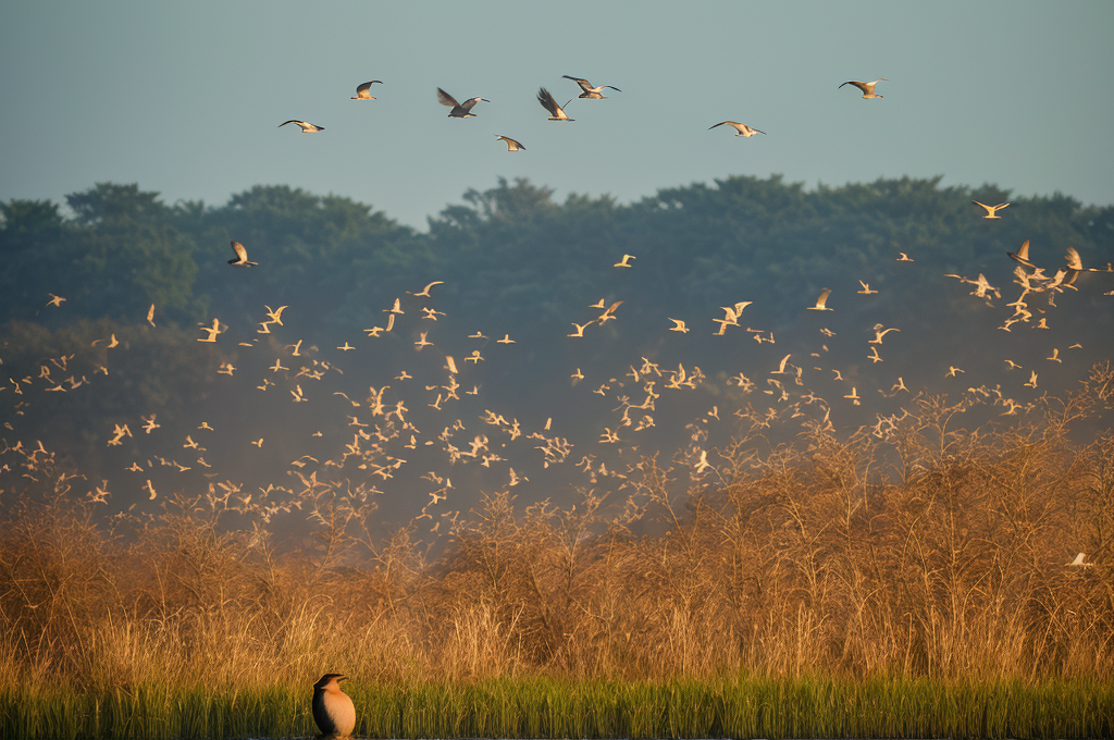 Engaging in Birds: Exploring Bird-Watching, Environmental Activities, and Understanding Avian Influenza